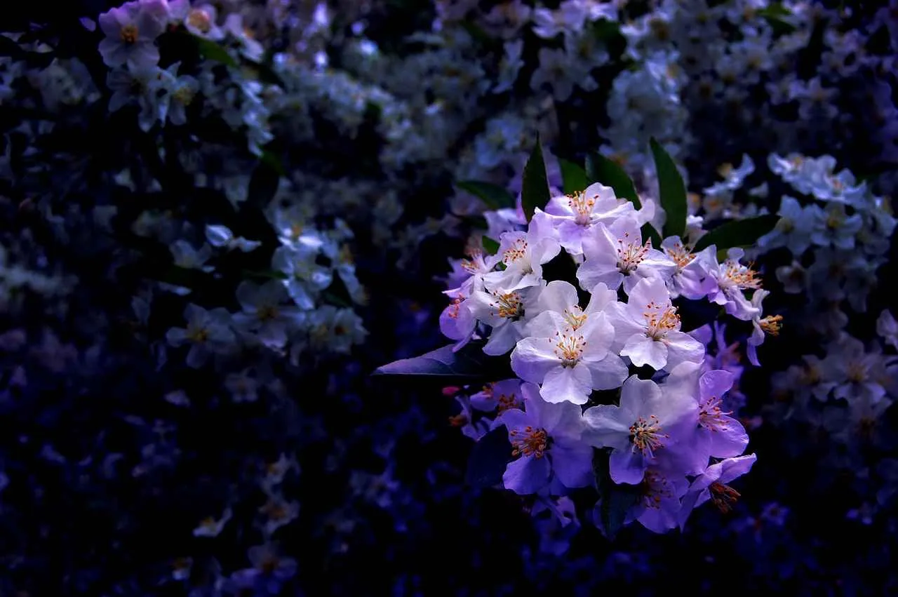 Resimli kolyelerle anılarınızı canlandırın Resimli kolyelerle anılarınızı canlandırın