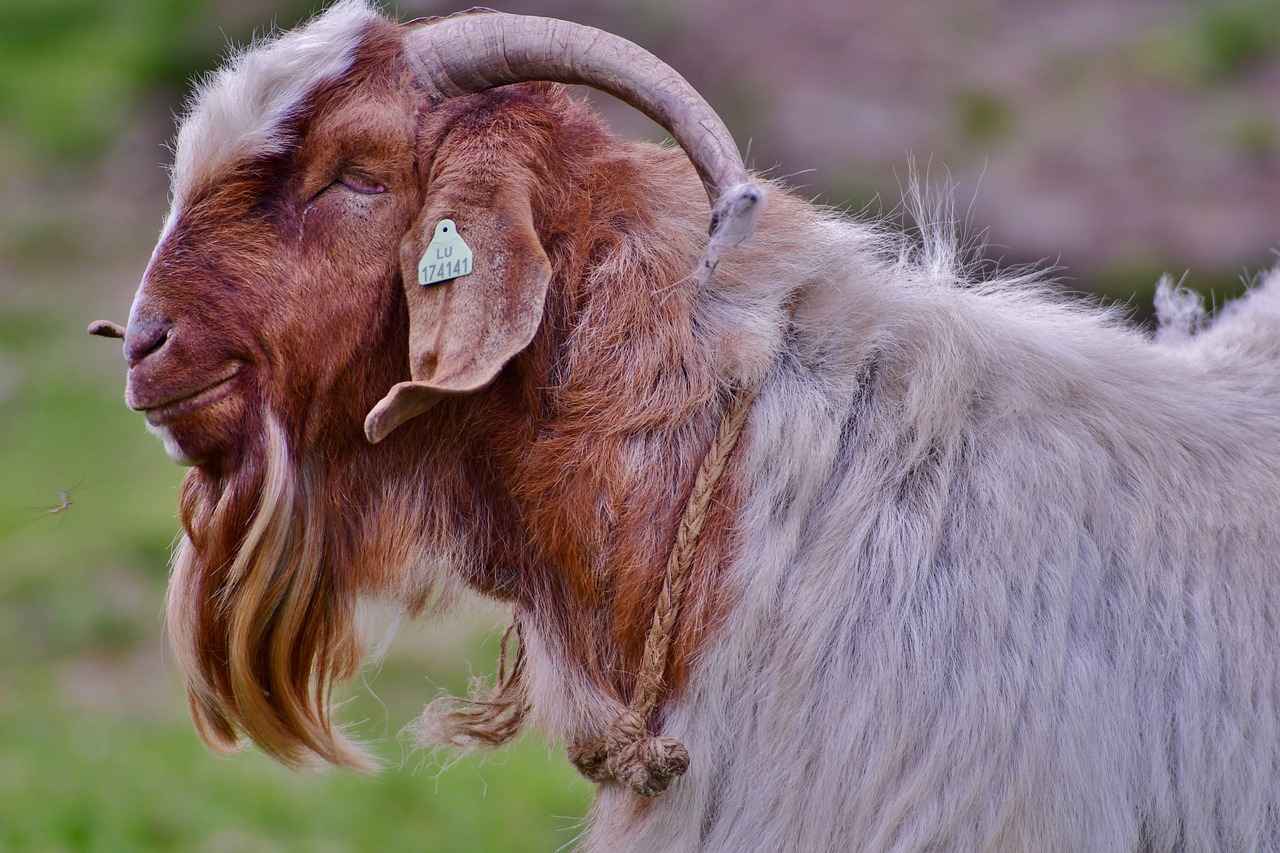 Göz Alıcı ve Anlamlı Resimli Kolye Modelleri