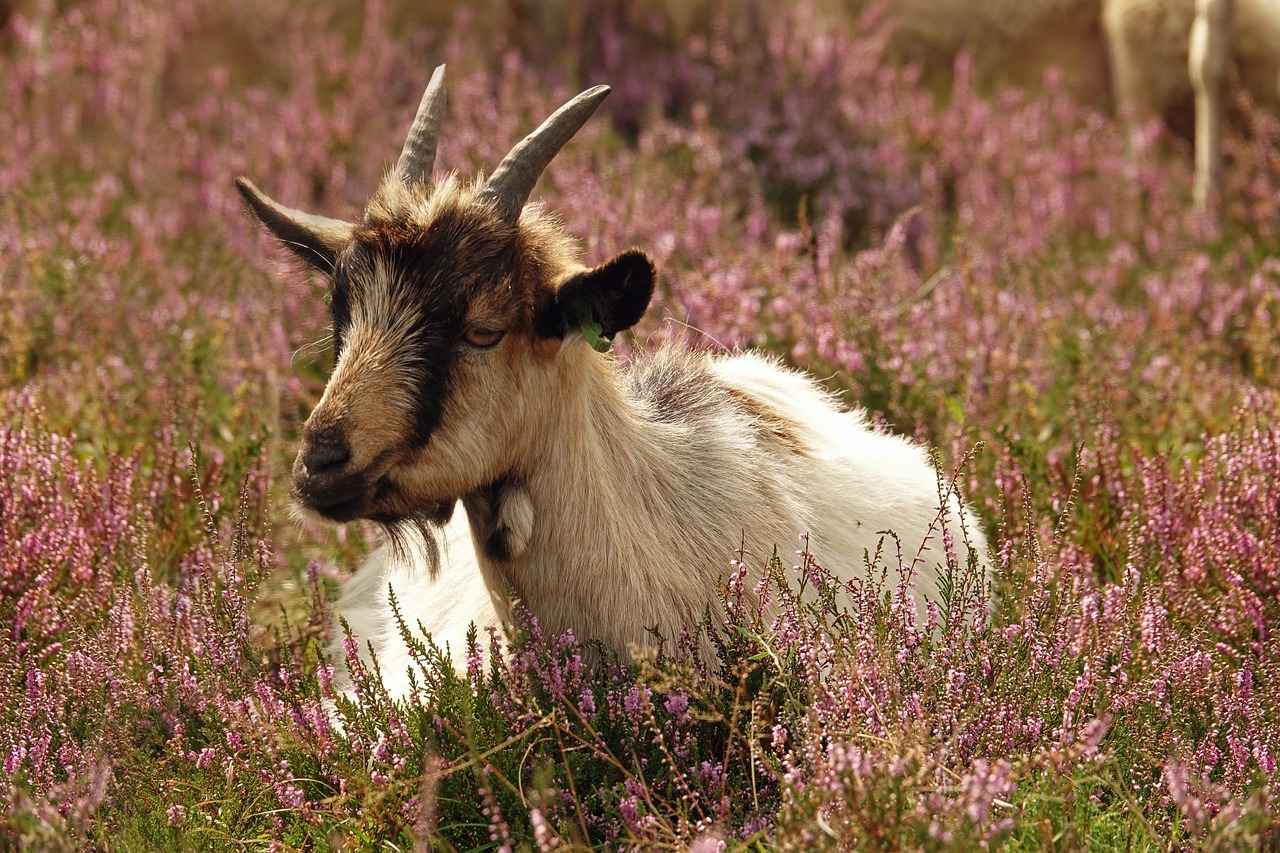 Resimli Kolye ile Anılarınızı Taşırken Şıklığınızı Koruyun