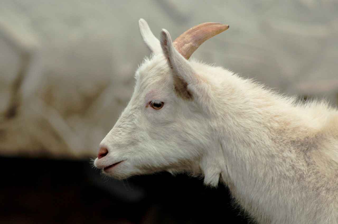 Resimli Kolye Kullanımı ile İlgili Moda Uzmanlarından Tavsiyeler